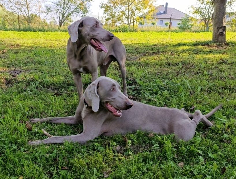 Wyżeł weimarski szczeniak suczka