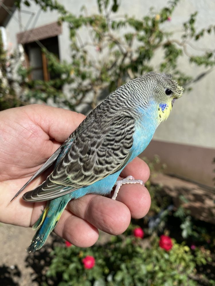 Periquito domesticado com gaiola exclusividade