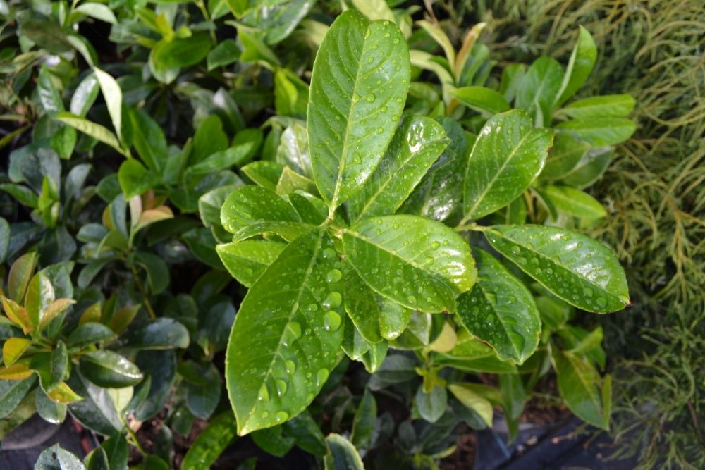 laurowiśnia wschodnia rotundifolia 40-50cm