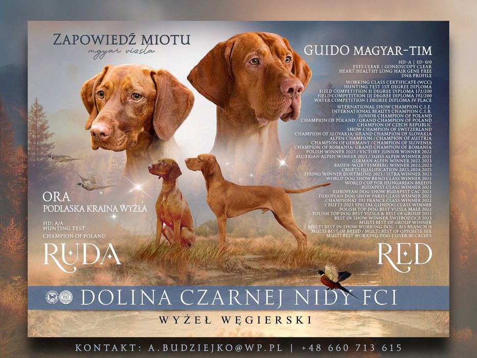 Wyżeł Węgierski - Dolina Czarnej Nidy FCI