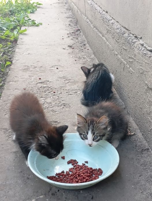 Покинуті кошенятка в добрі руки