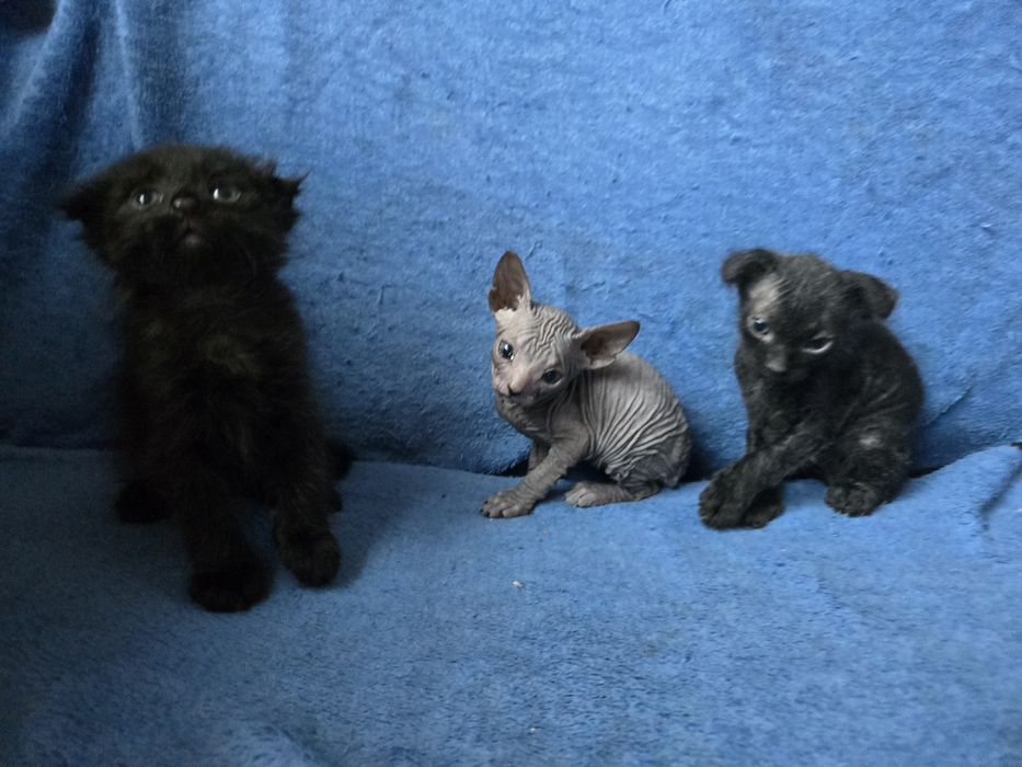 Кошенята сфінкс браш донський український левкой