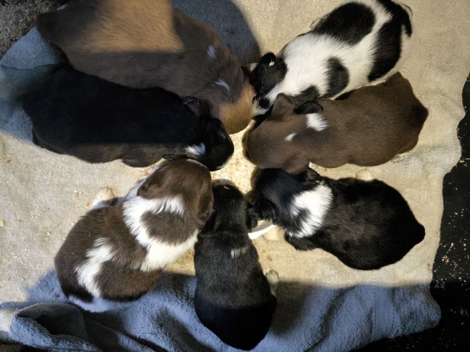 В добрі ручки живчики єнерждайзери