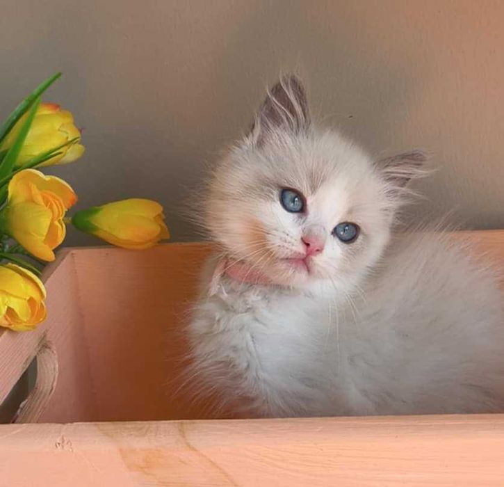 Prześliczny i delikatny kociak rasy Ragdoll.