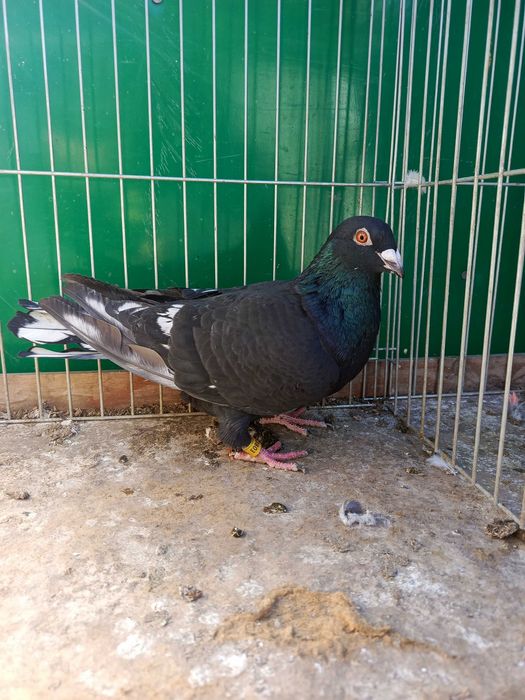 Pocztowe Frill toy stencil pary