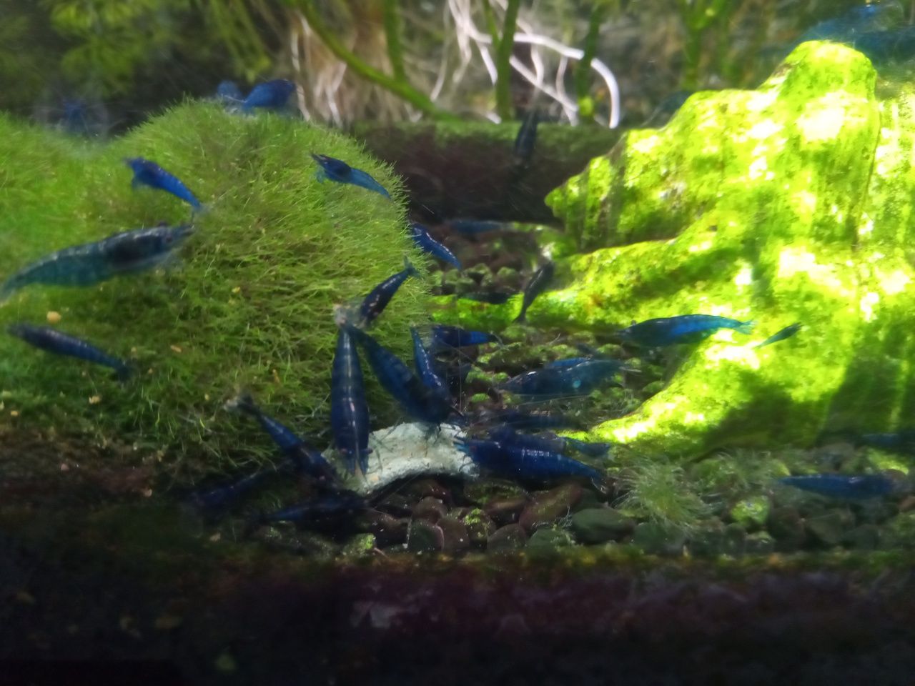 Krewetki Neocaridina Blue Velvet niebieskie selekcjonowane jakość!!!