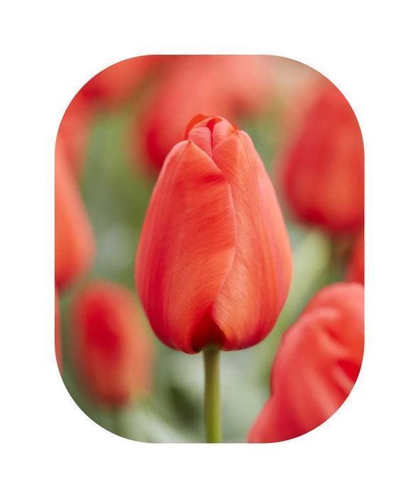 DUŻE Cebulki TULIPANÓW XL Tulipan zestaw mix mieszanka Tulipany KWIATY