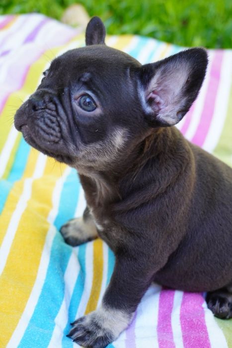 Bulldog francês chocolate tan