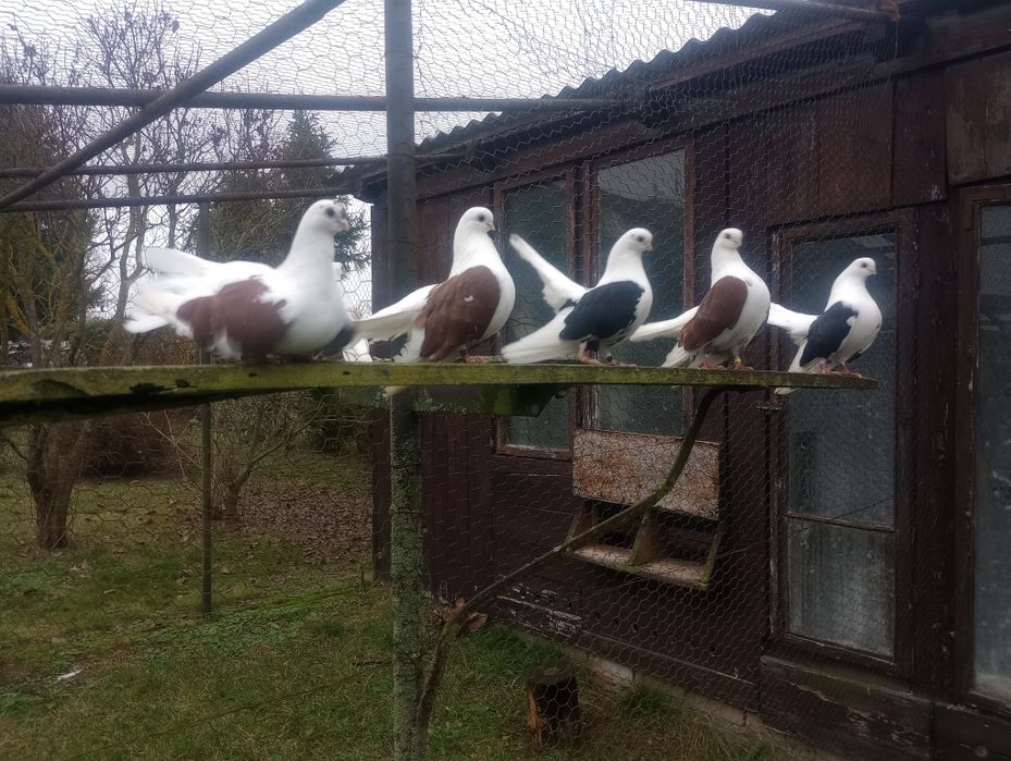 Czyliki, cziliki  rostowskie.