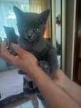 Котик в добрі руки