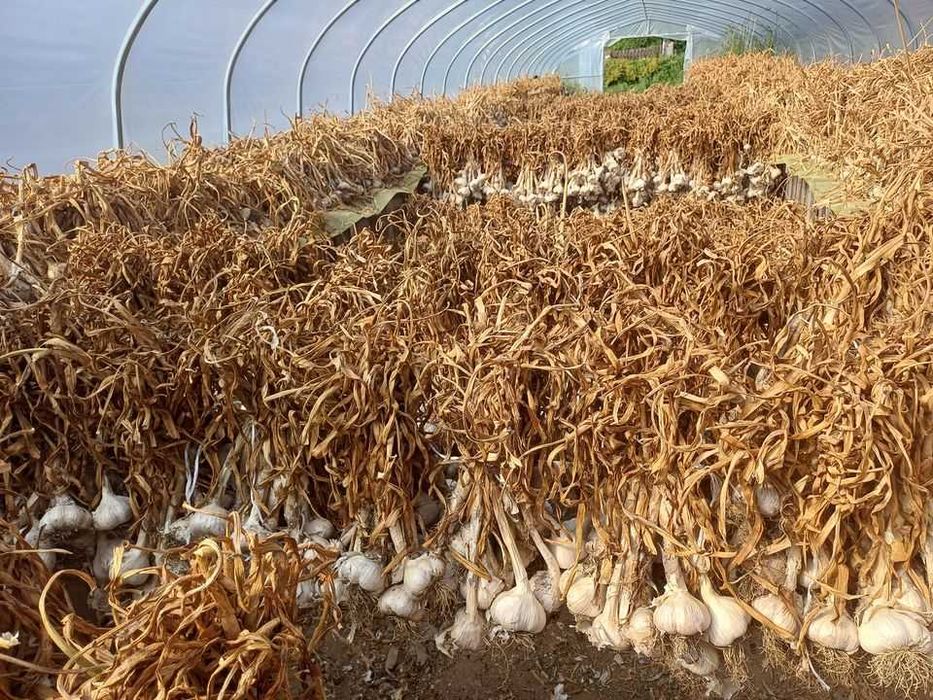 Czosnek czarny, własna fermentacja 1 kg.