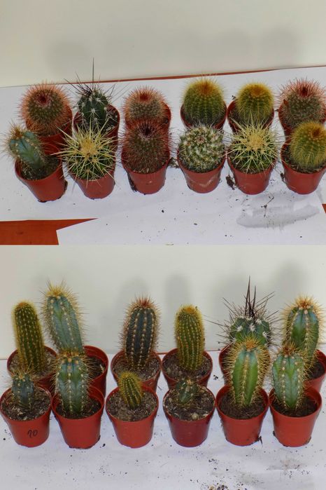 Kaktusy sukulenty i inne rośliny