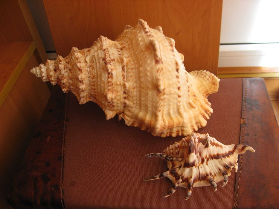 Ракушки морские 2 шт