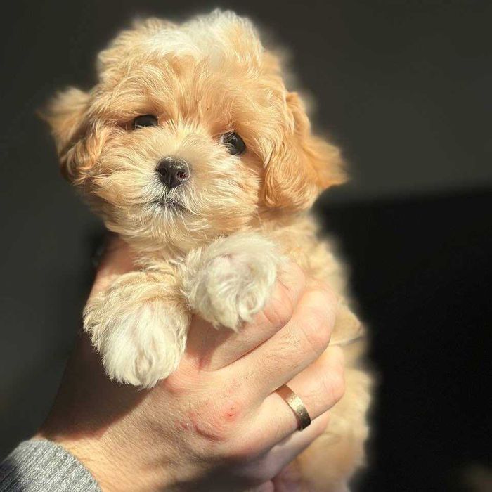 Maltipoo Toy z metryką ZKwP (FCI)