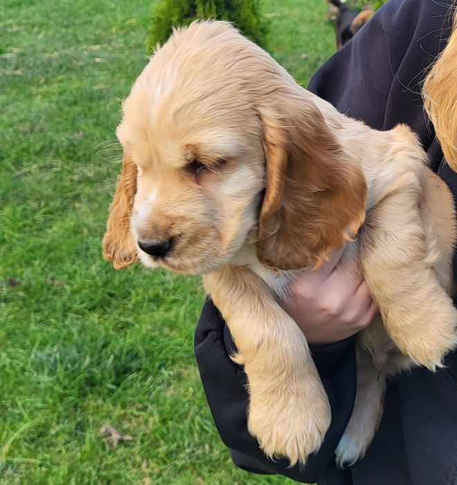 Coker spaniel angielski piesek