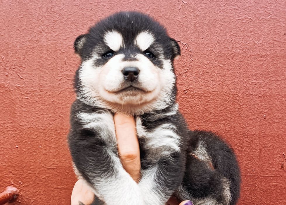 Класний пацан ! Запитуйте