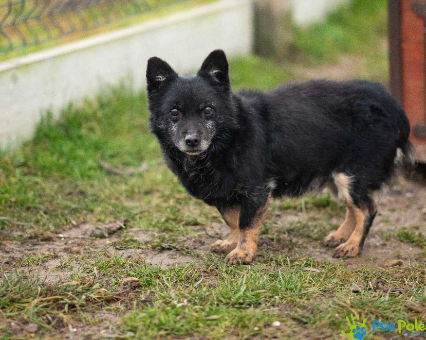 TEKIELI-Malutki czarny staruszek szuka kochającego domu