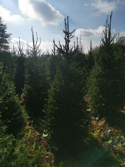 Świerk, jodła, choinki, drzewka bożonarodzeniowe