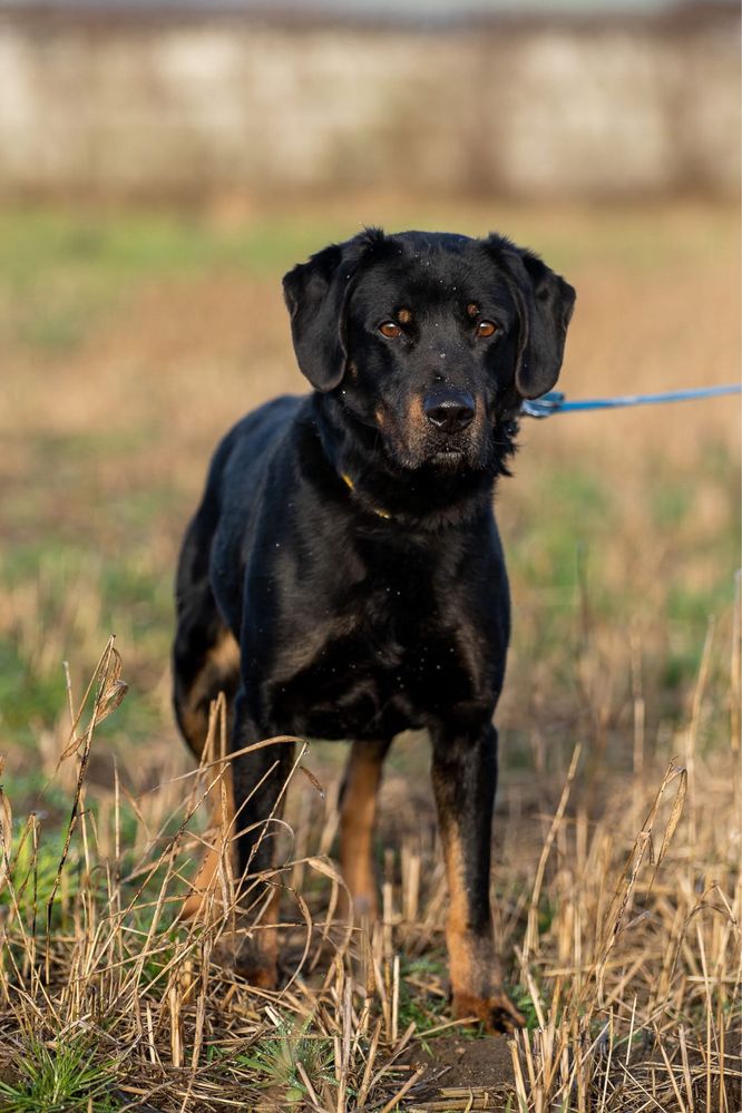 Karmel, młody pies w typie: gończy ale z charakteru labrador, retriver