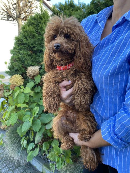 Pudel Toy Mini dorosła suczka red brown z rodowodem