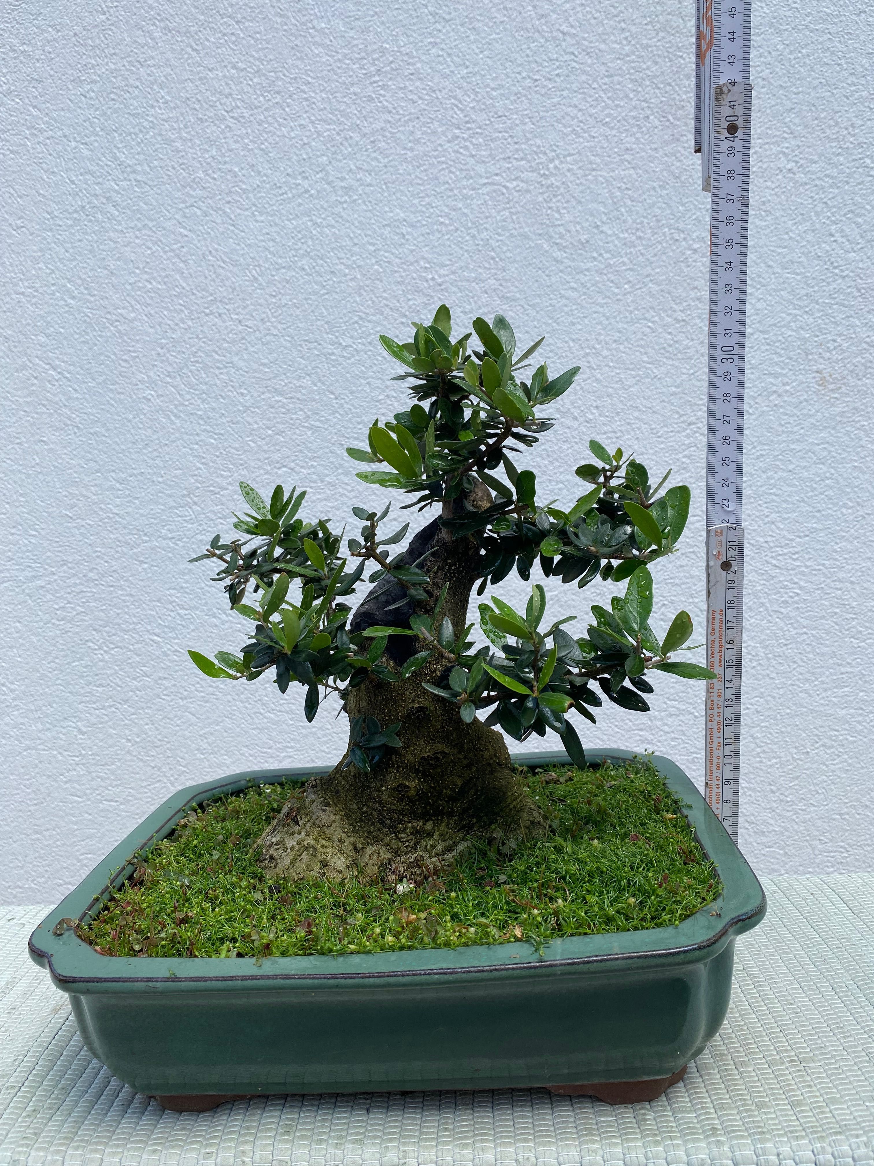 Bonsai de Oliveira