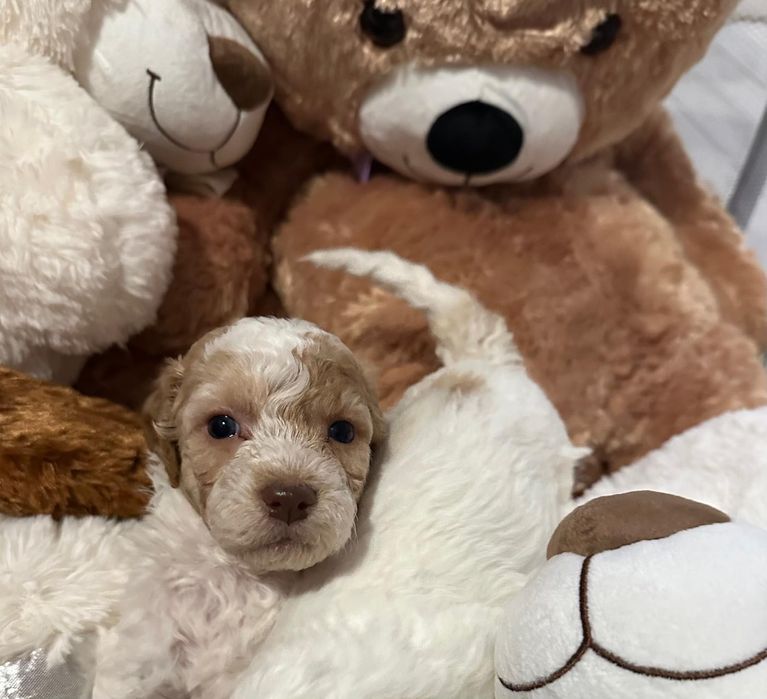 Lagotto romagnolo - Hodowla Salus Canis FCI