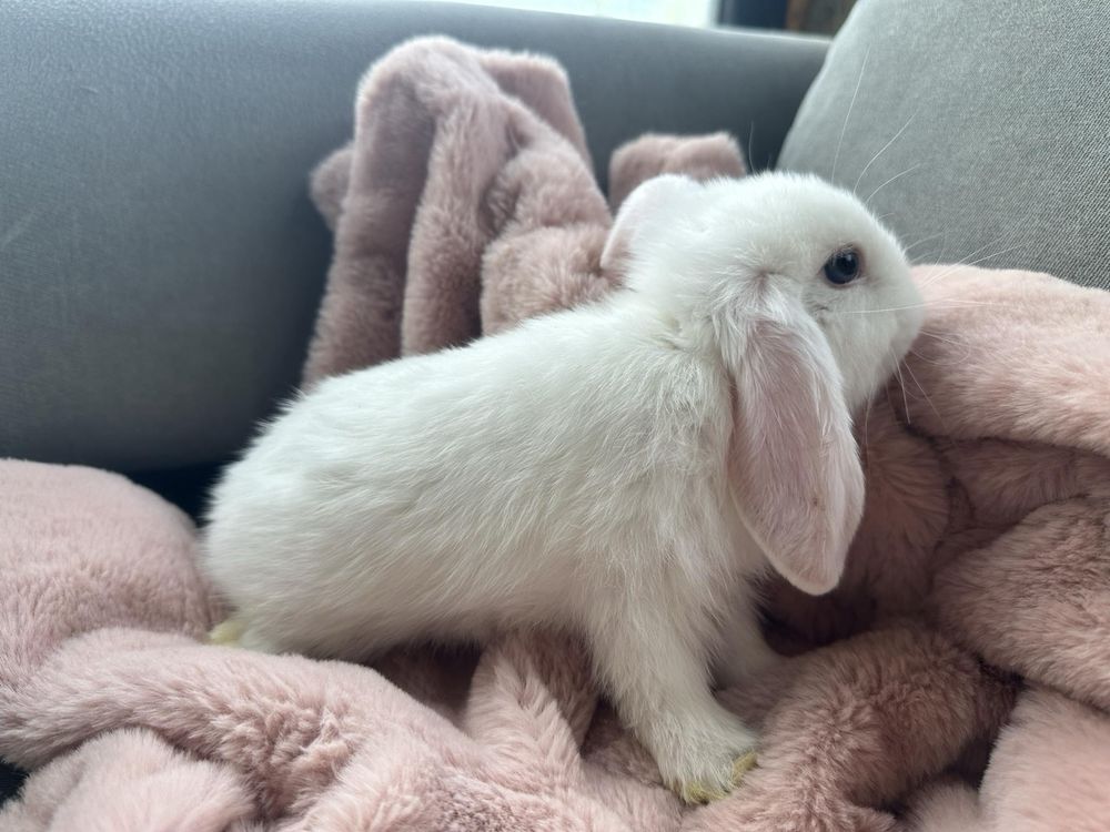 Krolik baranek mini lop miniaturka karzelek teddy