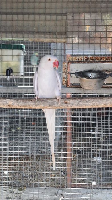 Ring necks machos e fêmeas nas mutações cc opalinas /cc md mr etc