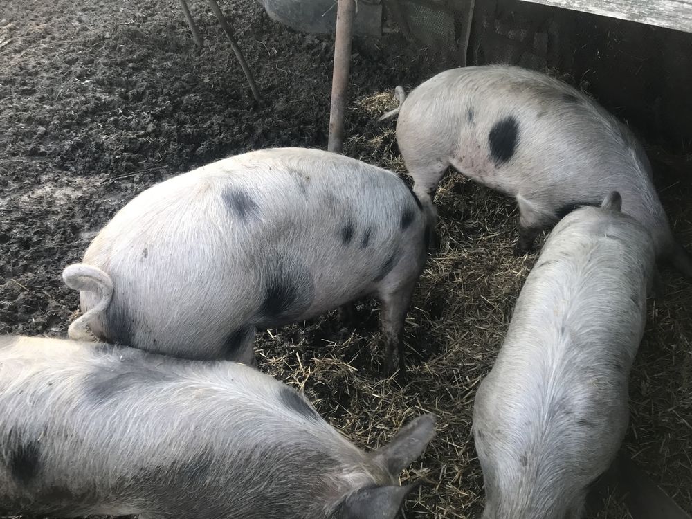 Продам м‘ясних свиней живою вагою
