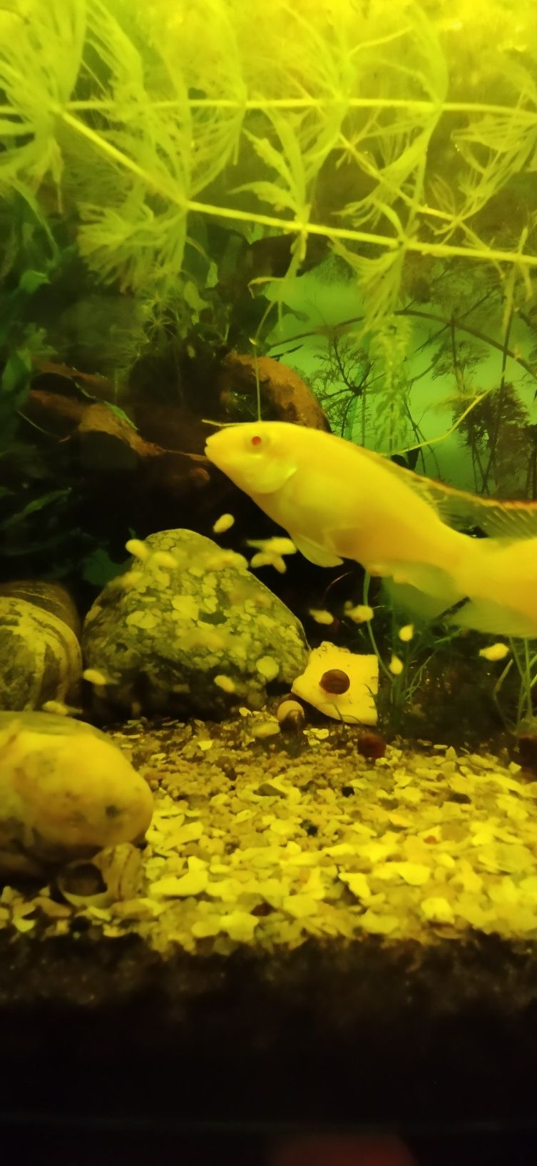 Pelvicachromis pulcher kribensis albino full red