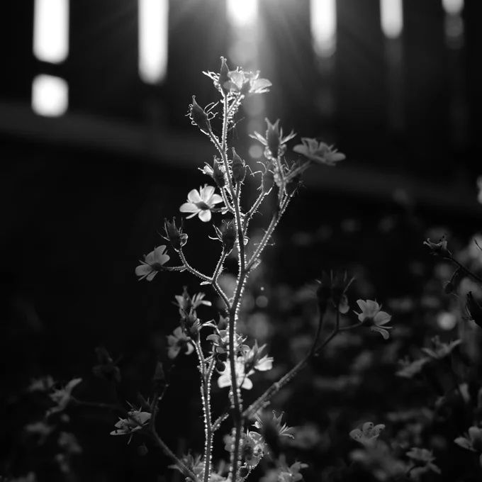 Canon EF 28mm F2.8 Full Frame