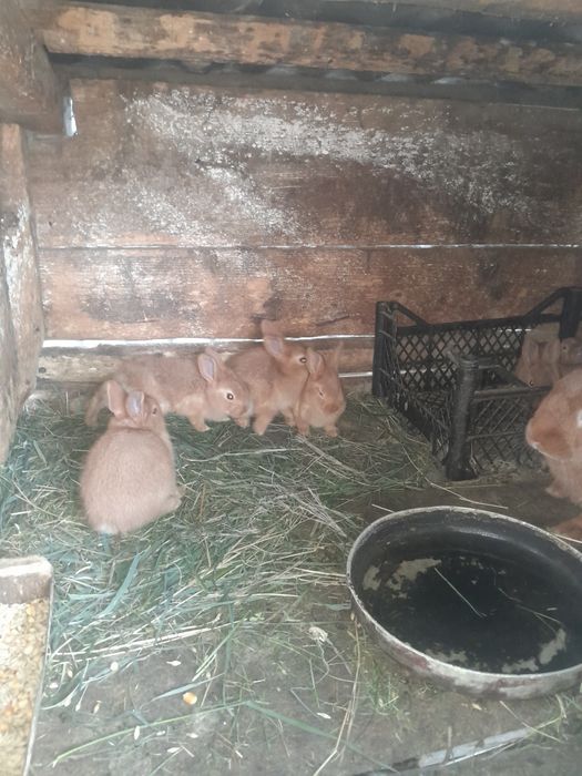 Робочий самець породи бургундія.