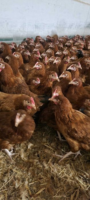 Kury NIOSKI od 10 do 26 tyg. Prosto od HODOWCY ! Dominant Rossa Sussex