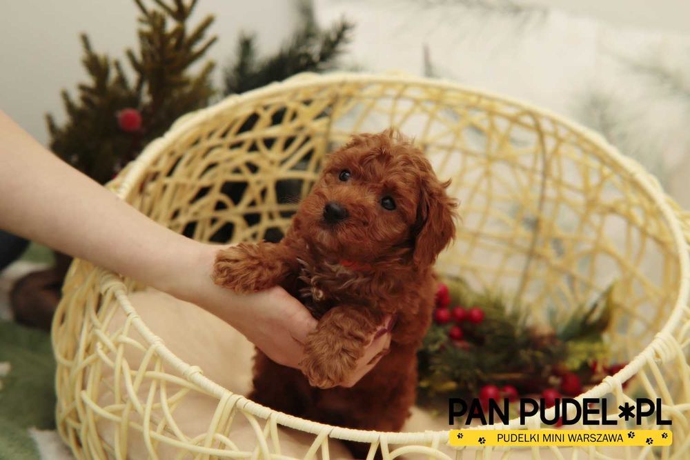 Pudel Toy/Mała Miniaturka Cudowny Piesek Red Już Odbiór
