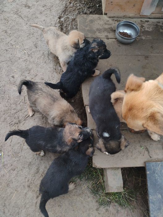 Oddam szczeniaki za darmo