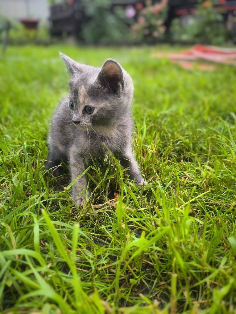 Кошенятка дівчатка, котики.