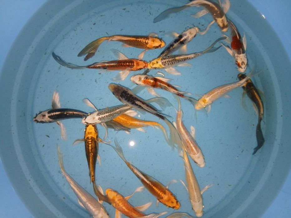Carpas koi de véu