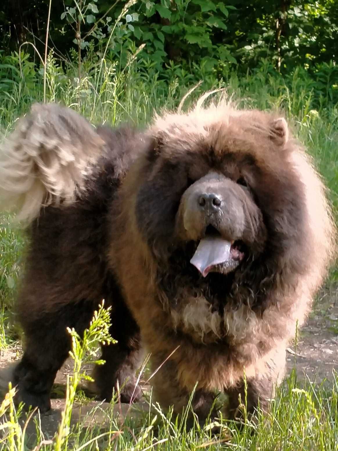 Piękny Niebieski Pies chow-chow Dorosły. Mazowieckie