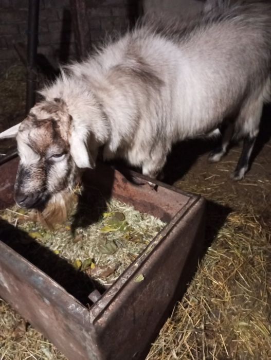 Цап 2 роки для парування, коза молода 2 роки