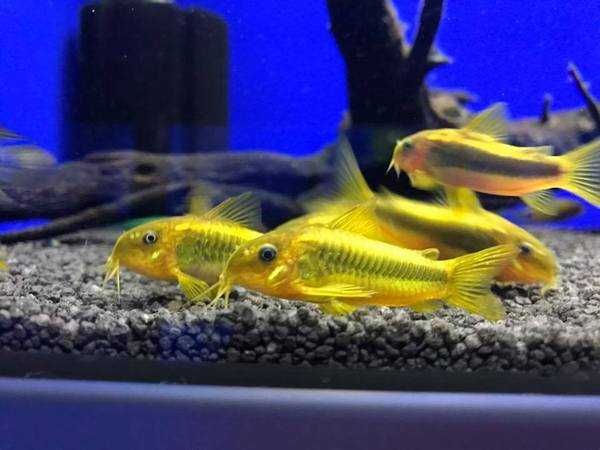 Kirys GOLD LASER - Corydoras CW 010 - ODŁÓW - WF - dowóz, wysyłka