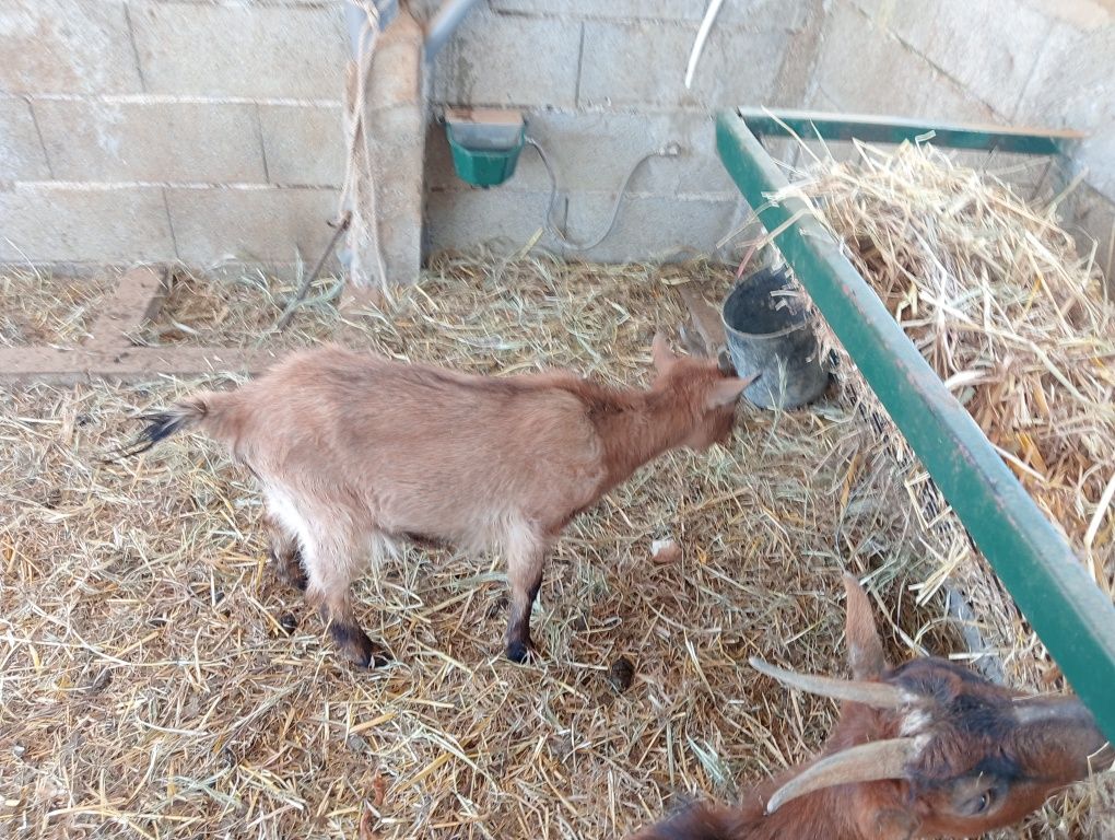 Vende-se Cabra com oito meses de idade
