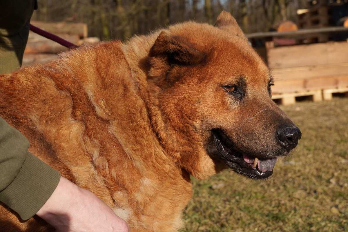 Chow chow mix Czaki szuka domu schronisko Zgierz -aktualne