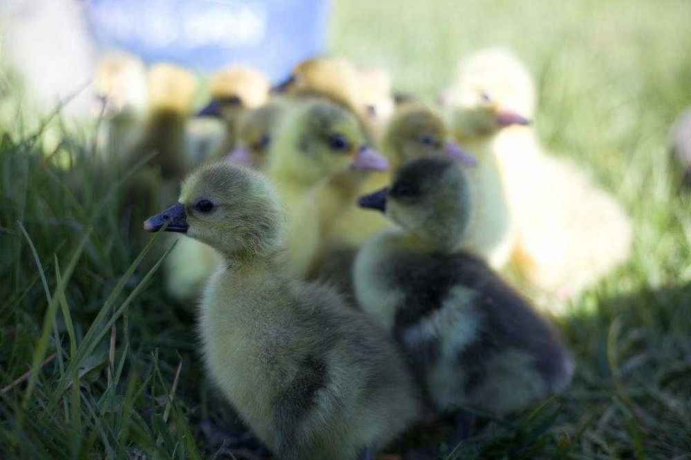 Kaczki na wagę różne dowóz gratis