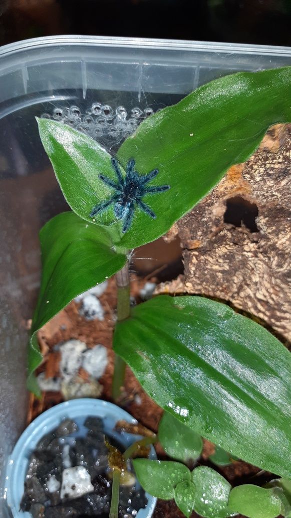 Caribena versicolor l1 + pojemnik + karaczany + gratis