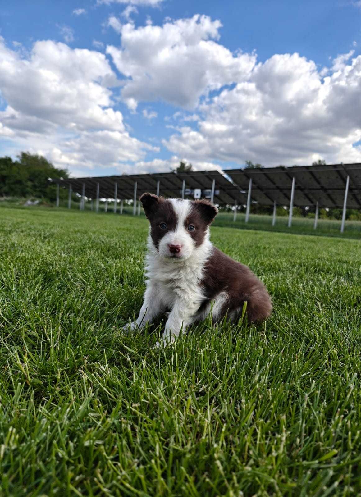BORDER COLLIE śliczna suczka
