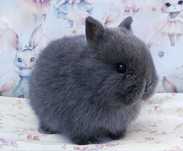 Cudowne maluszki Karzełek niderlandzki, Mini lop - DOWÓZ CAŁA POLSKA