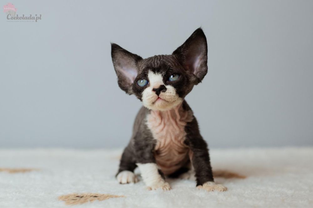 Cudna  koteczka devon rex jak z bajki