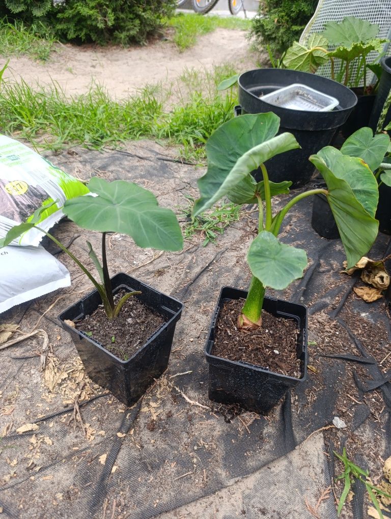 Kolokazja Olbrzymia Kolokazja Black Stem