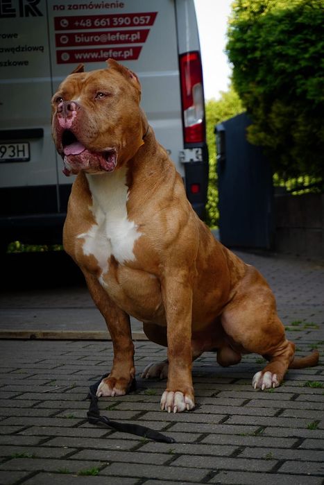 American Bully XL suczka  merle