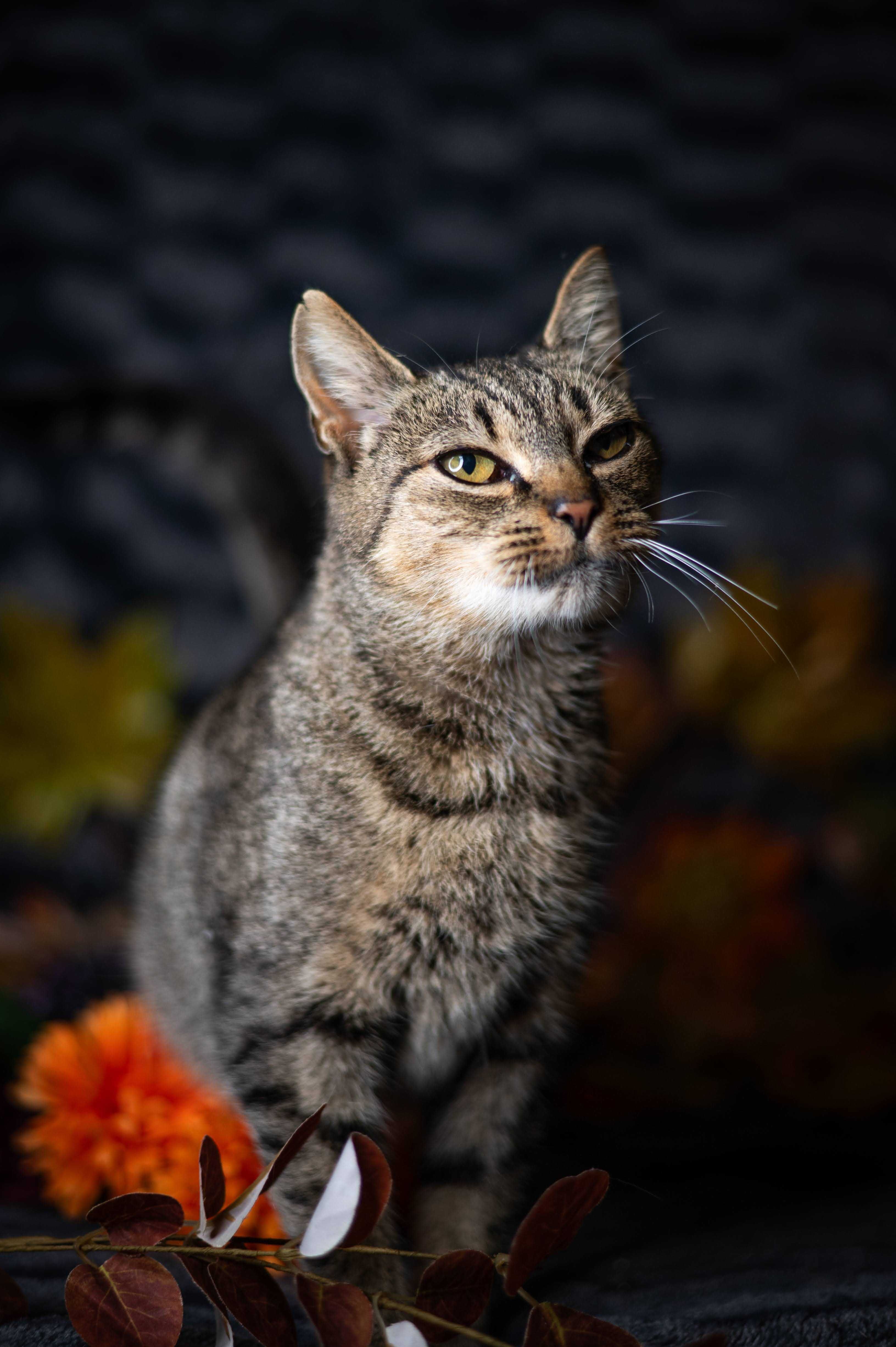 TĘCZA kotka do adopcji